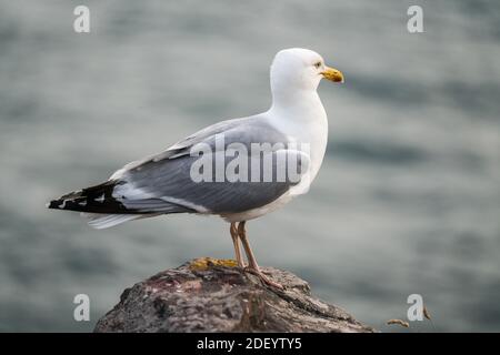 Seagull Standing on Rock by the Sea in Brittany, France Stock Photo