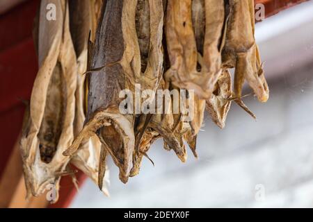 Stockfish hanging to dry from the ceiling Stock Photo