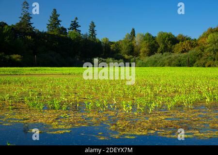 Second Lake, Simpson Park, Albany, Oregon Stock Photo