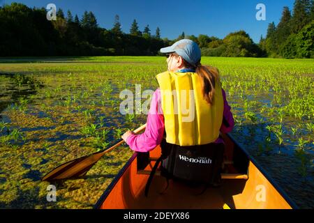 Canoeing on Second Lake, Simpson Park, Albany, Oregon Stock Photo