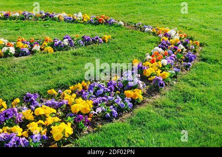 Summer flower bed and green lawn. Beautiful floral pattern of multi-colored violets. Stock Photo