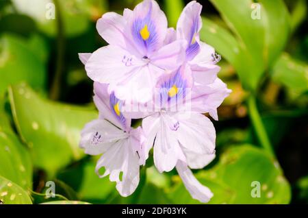 Water Hyacinth flowers on the Saint Johns River Stock Photo