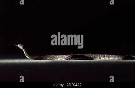An Eastern diamondback rattlesnake crosses a road at nighttime. Stock Photo