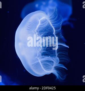 Blue shining moon jellyfish in front of a black background.