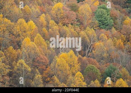 Fall foliage blankets the forests in the Shenandoah National Park and Shenandoah Valley in Virginia. Stock Photo