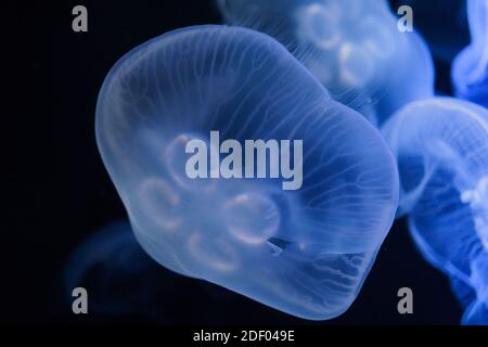 Hurt, blue shining moon jellyfish in front of a black background.
