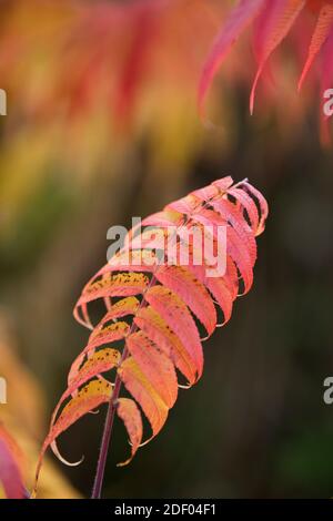 Red, orange and yellow colors appear on Sumac leaves in autumn. Stock Photo