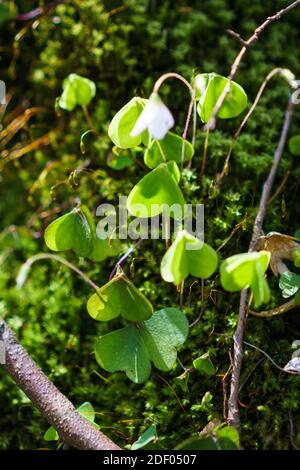 A close-up of wood sorrel in Saxon Switzerland, Germany. Stock Photo