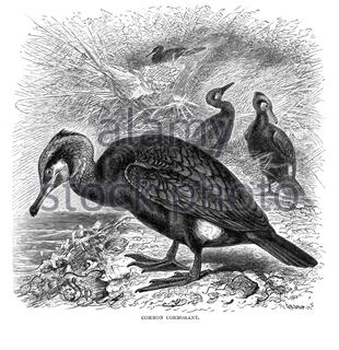 A diving sea bird. Etching Stock Photo - Alamy