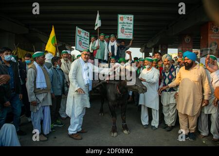 Indian farmers protest on buffalo cart while raising slogans and placards. Farmers protesting at Delhi-Uttar Pradesh Border  sitting on the road as part of protests against the new farm laws.Thousands of farmers from various states march towards the India capital to protest against new agricultural laws they say will severely hurt their incomes, according to farmers union. Stock Photo