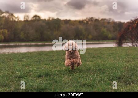 Cute small golden dog running playfully on green lawn in the park.Happy dog. Stock Photo