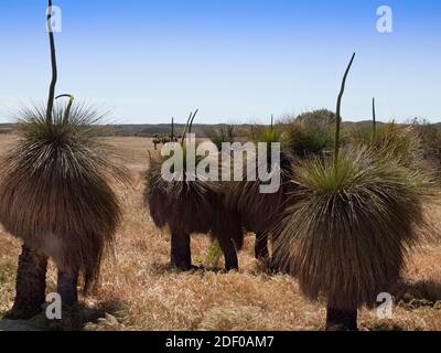 Balga (Xanthorrhoea preissii) grasstrees on roadside near Wedge, Lesueur Sandplain, Western Australia. Stock Photo
