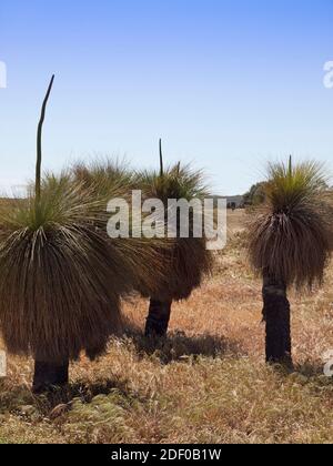 Small clump of Balga (Xanthorrhoea preissii) grasstrees on roadside near Wedge, Lesueur Sandplain, Western Australia. Stock Photo