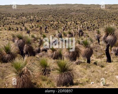 Plain of Balga (Xanthorrhoea preissii) grasstrees near Wedge, Lesueur Sandplain, Western Australia. Stock Photo