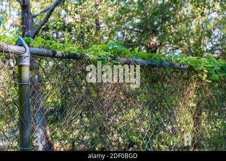 Chain link fence covered in vines, plant growth - Davie, Florida, USA Stock Photo