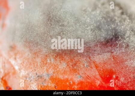 Very Close Up Macro Photo Of Top Part of Moulded Kaki Fruit Stock Photo