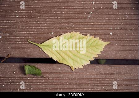 A beautiful shot of a yellow leaf on the wooden bench -  perfect for background