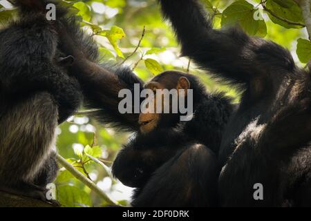 Common Chimpanzee ( Pan troglodytes schweinfurtii) relaxing in a tree, Kyambura Gorge, Queen Elizabeth National Park, Uganda. Stock Photo