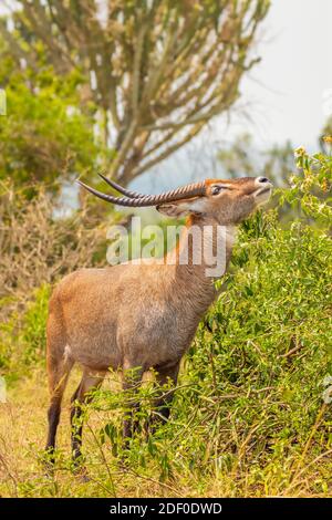 Male defassa waterbuck ( Kobus ellipsiprymnus defassa) eating, Queen Elizabeth National Park, Uganda. Stock Photo