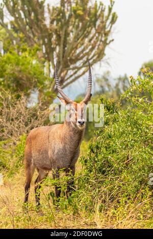 Portrait of a male defassa waterbuck ( Kobus ellipsiprymnus defassa) , Queen Elizabeth National Park, Uganda. Stock Photo