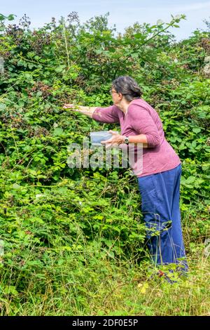 Woman collecting wild blackberries. Stock Photo