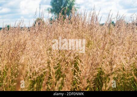 Beautiful ears of field grass in the autumn Stock Photo