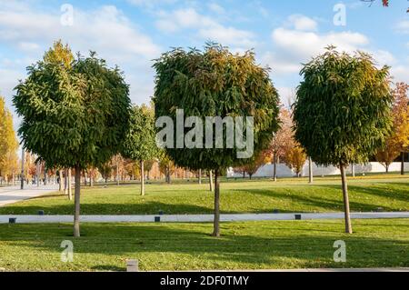 Beautiful fall landscape and cloudy sky. Autumn yellowed trees in city park Stock Photo