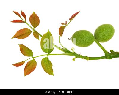 Young twig of walnut with green fruits isolated on white Stock Photo