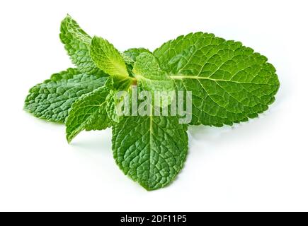 fresh green mint leaves isolated on white background Stock Photo