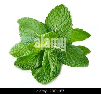 fresh green mint leaves isolated on white background Stock Photo