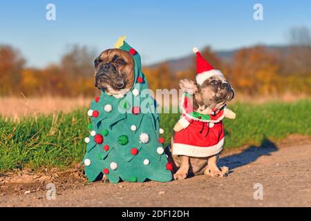 Funny adult and puppy French Bulldog dogs dressed up with christmas tree and santa costumes Stock Photo