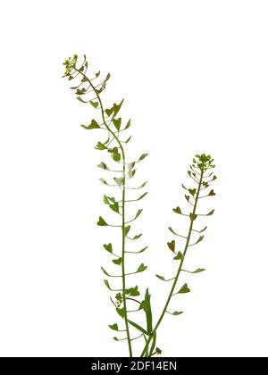 Shepherd purse plant isolated on white, Capsella bursa-pastoris Stock Photo