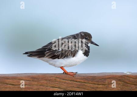 The ruddy turnstone (Arenaria interpres) is a small wading bird, one of two species of turnstone in the genus Arenaria. Stock Photo