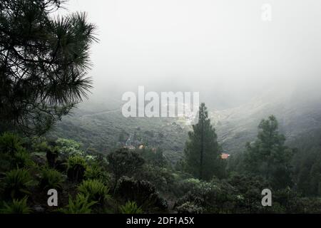 Green forest panorama with small town covered by dense fog in the background in Roque Nublo natural park, Gran Canaria. Valley view under heavy mist Stock Photo