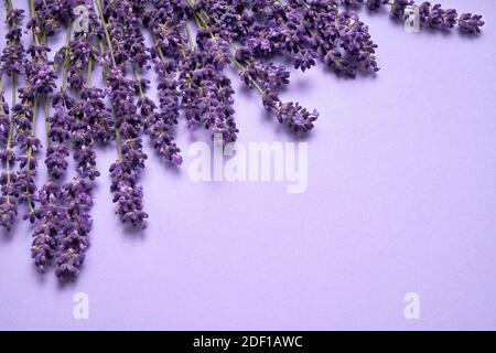 Lavender flowers bouquet on a purple background. Copy space, top view. Summer background. Stock Photo