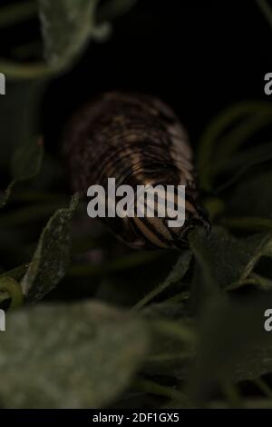 Caterpillar of Convolvulus hawkmoth eating a leaf, close-up Stock Photo