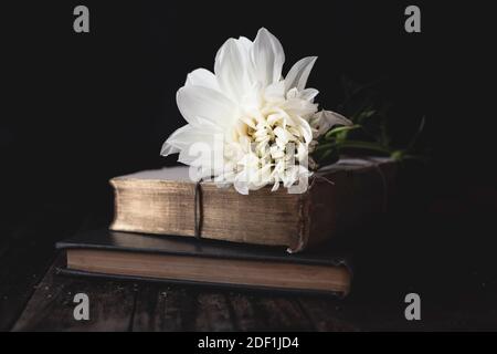 white garden dahlia on book still life Stock Photo