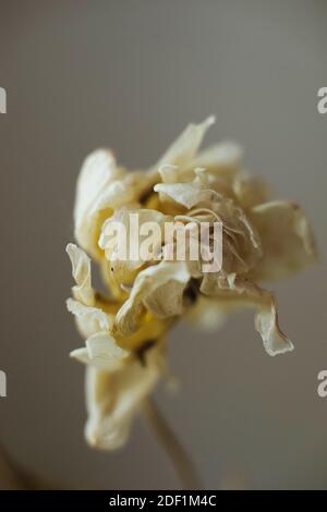 Dried flower on white background Stock Photo