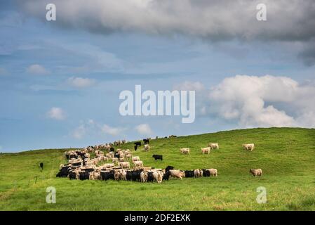 Cattle in pasture, Mana Road, Parker Ranch, Big Island of Hawaii. Stock Photo