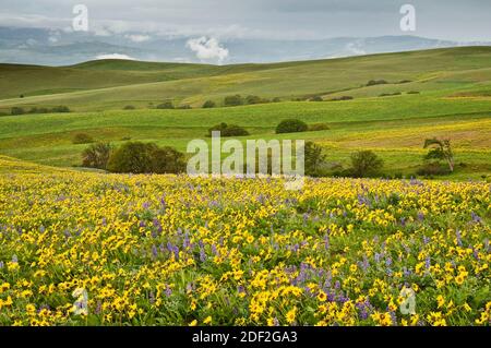 Balsamroot and Lupine in Columbia Hills State Park, Columbia River Gorge, Washington. Stock Photo
