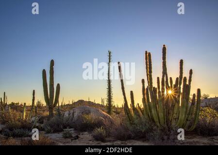 Cacti and Boojum trees in Valle de los Cirios, Catavina Desert, Baja California, Mexico. Stock Photo