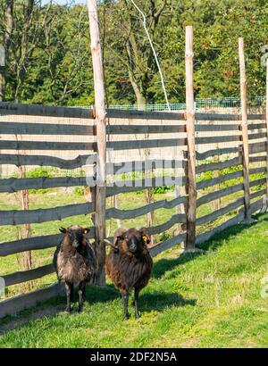 A vertical shot of two goats on a green landscape next to the fence Stock Photo