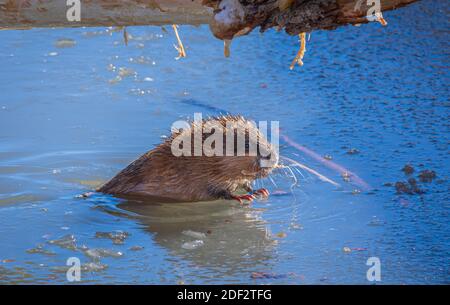 In Beaver pond a Muskrat (Ondatra zibethicus) rests on a chunk of ice while chewing a wood chip from downed Cottonwood tree, Castle Rock Colorado USA. Stock Photo