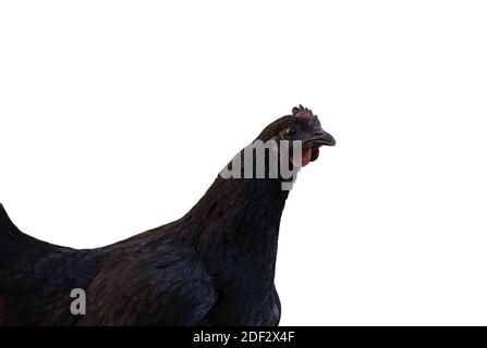 Black laying hen with dark comb isolated on white background Stock Photo