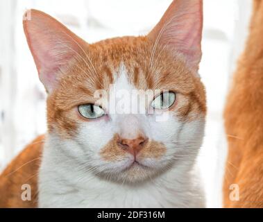 Blue-eyed cat looking at camera with soft blond and white fur.