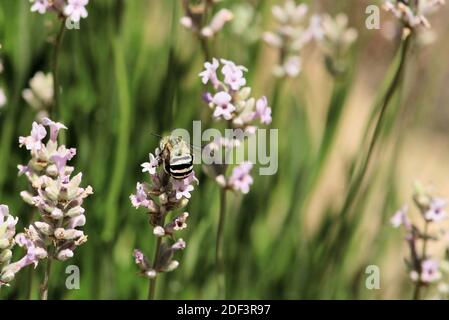 Blue Banded Bee (Amegilla cingulata) feeding on lavender nectar, South Australia Stock Photo