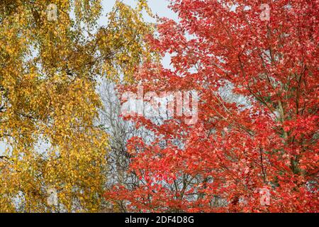 Betula Pendula and Acer rubrum. Weeping Birch and Red Maple trees in autumn Stock Photo