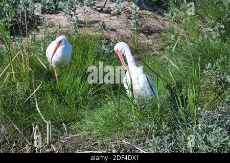 Two white Ibis walking on the grass at the South Padre Island Birding and Nature Center, in South Texas, U.S.A.. Stock Photo