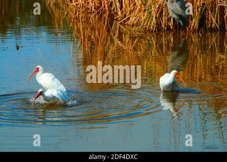 Three white Ibis birds bathing at the South Padre Island Birding and Nature Center, in South Texas, U.S.A.. Stock Photo