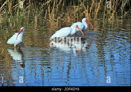 Three white Ibis Birds wading in the waters at the South Padre Island Birding and Nature Centre on South Padre Island, Texas, U.S.A.. Stock Photo